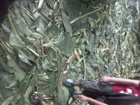 Taman Bungkul Rusak 4.jpg image