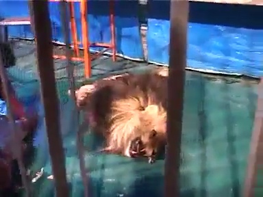 singa makan pawang hewan.jpg image