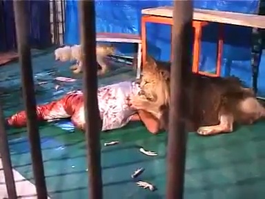 singa makan pawangnya.jpg image